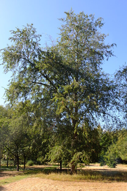 September tree photo