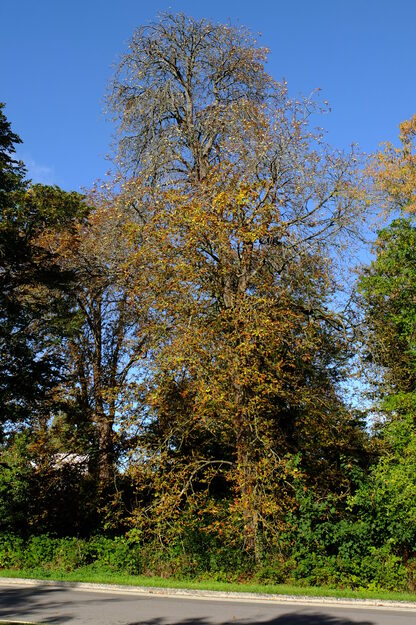 Redrow Drive tree photo