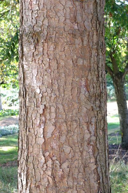September close-up photo