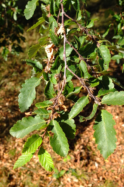 September close-up photo