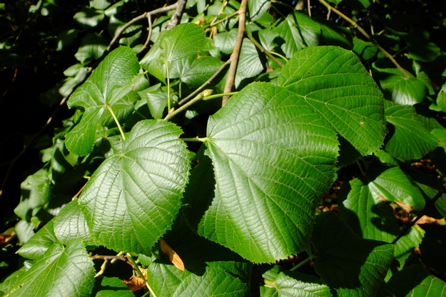 September close-up photo