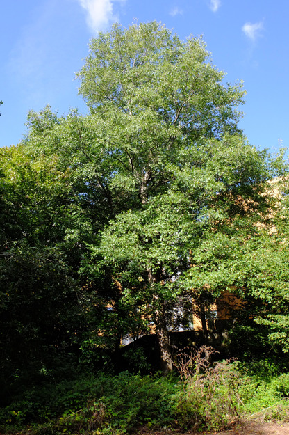 West lake corner tree photo