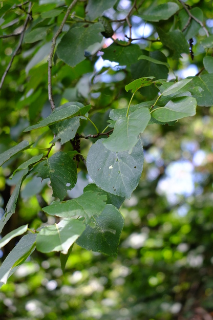 September close-up photo