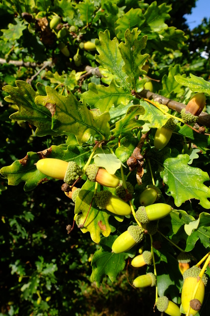 September close-up photo