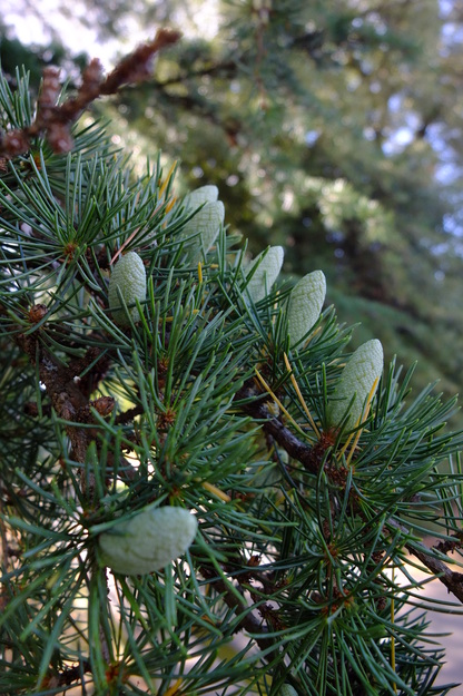 September close-up photo
