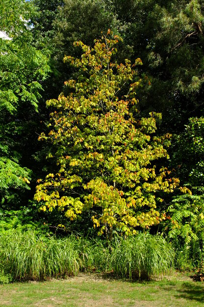 September tree photo