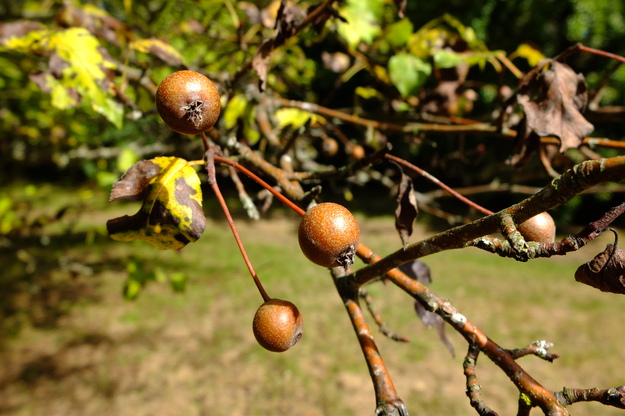 September close-up photo