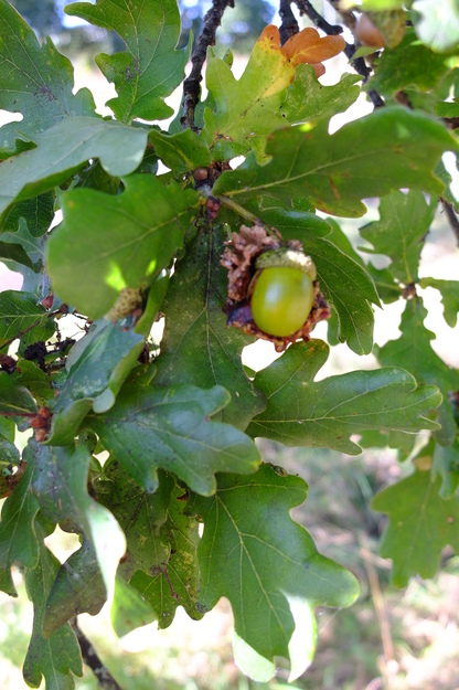 September close-up photo