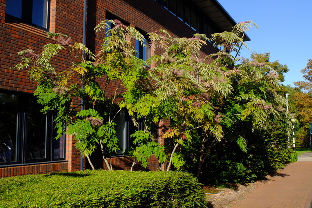 September tree photo
