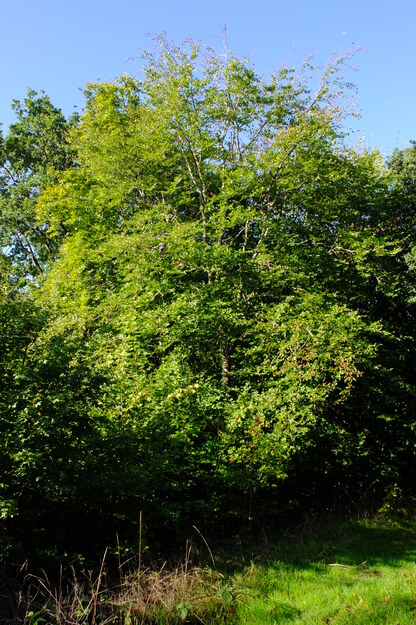 September tree photo