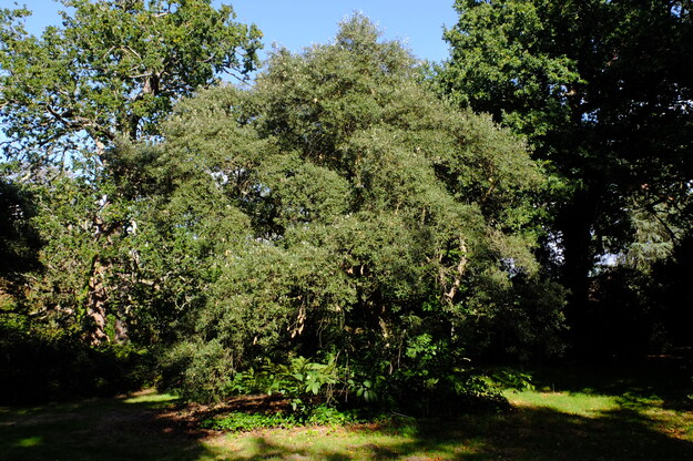 September tree photo