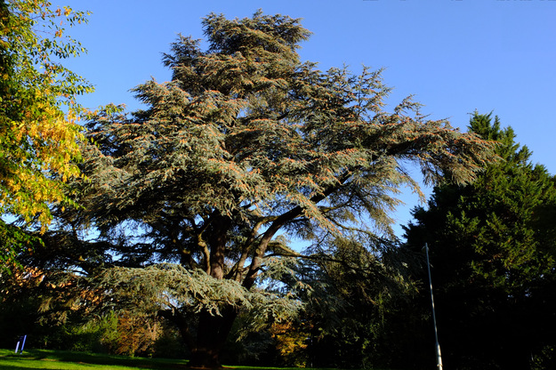 September tree photo