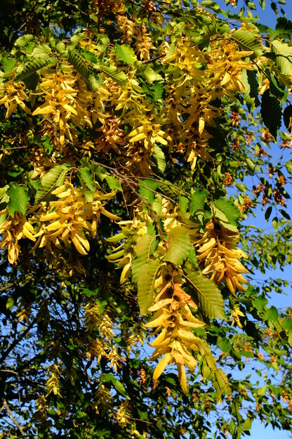 September close-up photo