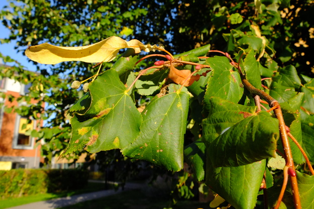 September close-up photo