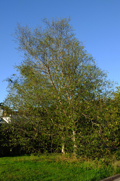 September tree photo