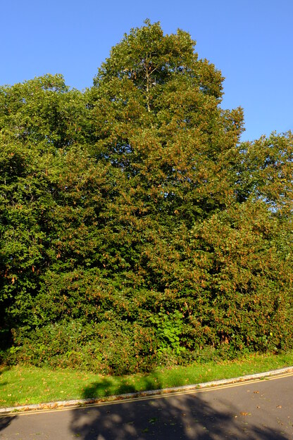 September tree photo
