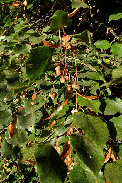 September close-up photo