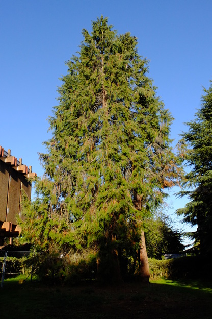 September tree photo