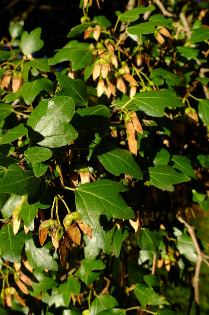 September close-up photo