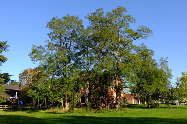 September tree photo