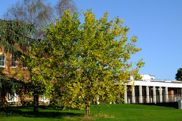September tree photo