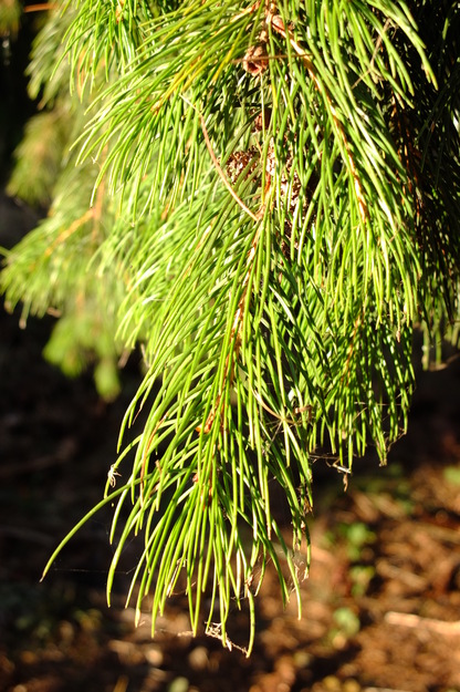 September close-up photo