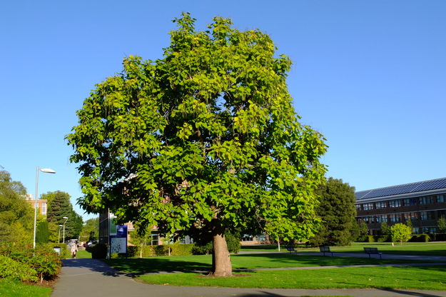 September tree photo
