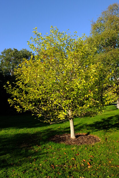 Whiteknights Quad tree photo