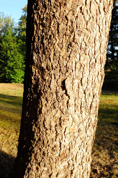 September close-up photo