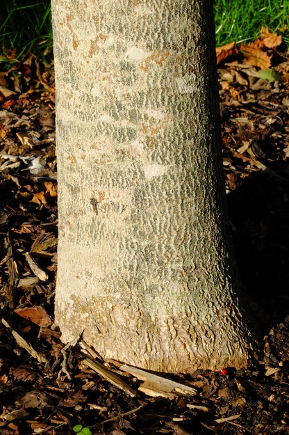 September close-up photo