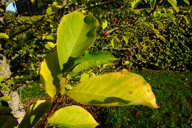 September close-up photo