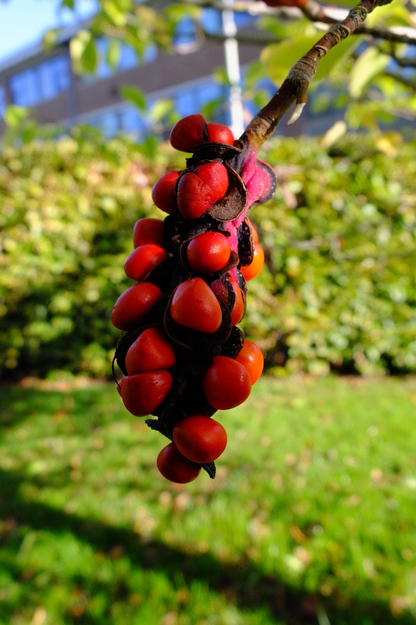 September close-up photo