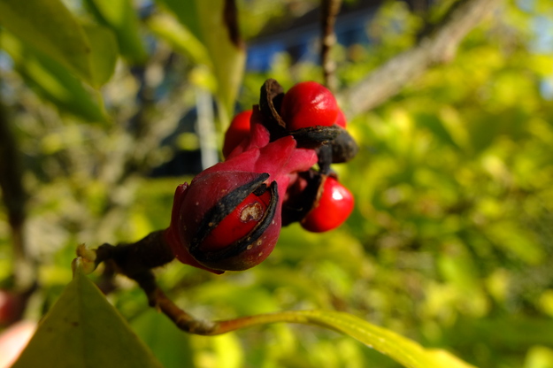 September close-up photo