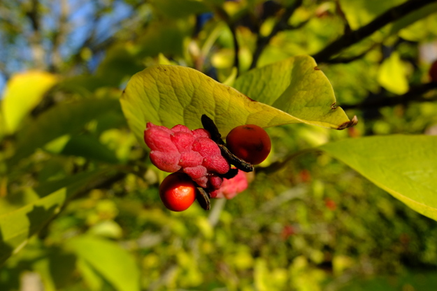 September close-up photo