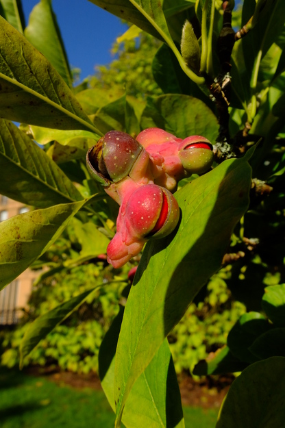 September close-up photo