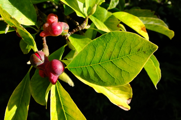 September close-up photo