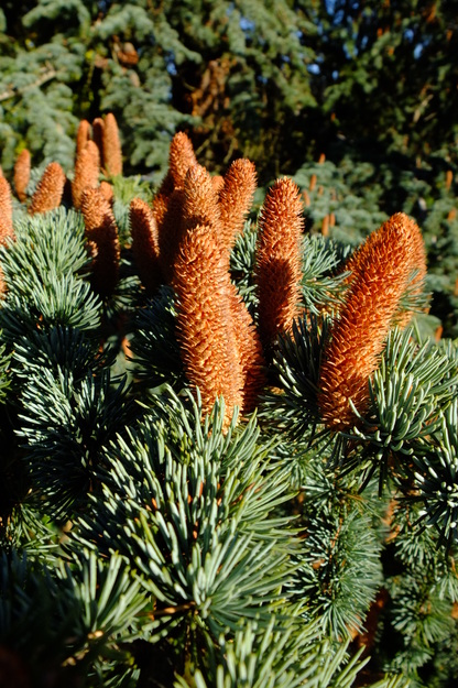 September close-up photo