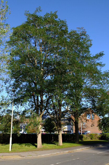 East Road tree photo