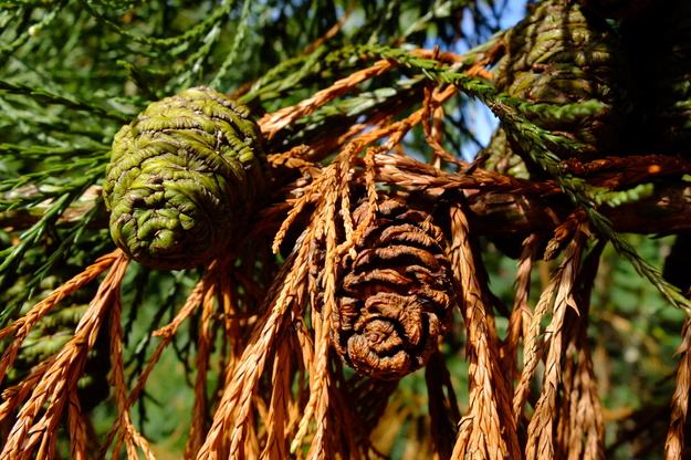 September close-up photo