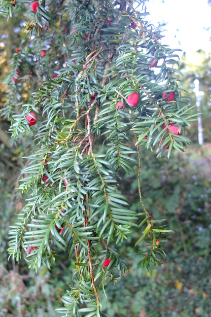 September close-up photo
