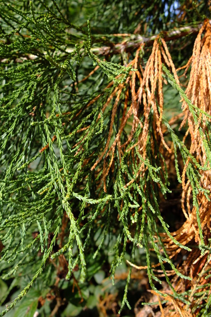 September close-up photo