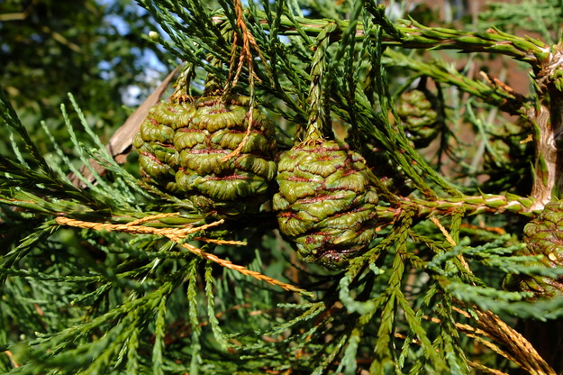September close-up photo