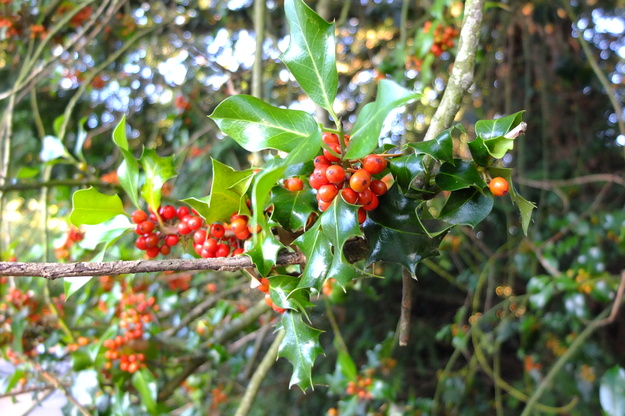 September close-up photo
