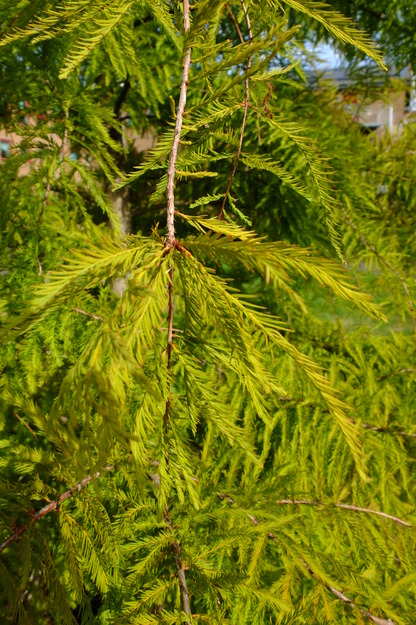 September close-up photo
