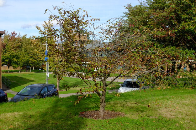 Miller Wager Triangle tree photo