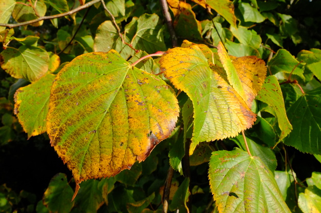 September close-up photo