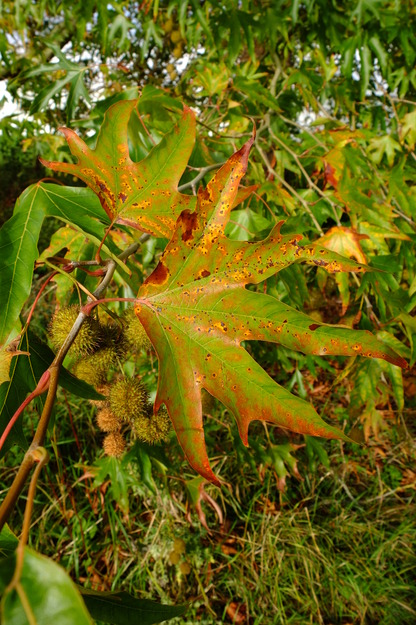 September close-up photo