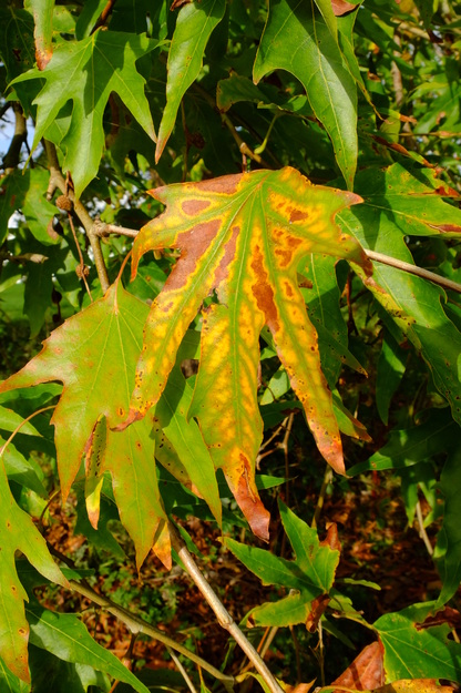September close-up photo