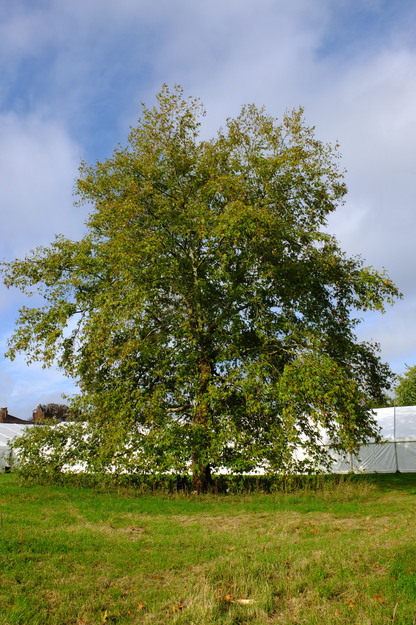 September tree photo