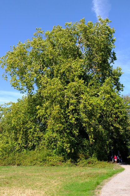 September tree photo